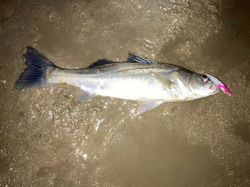 セイゴ（マルスズキ）の釣果