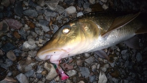 ニゴイの釣果