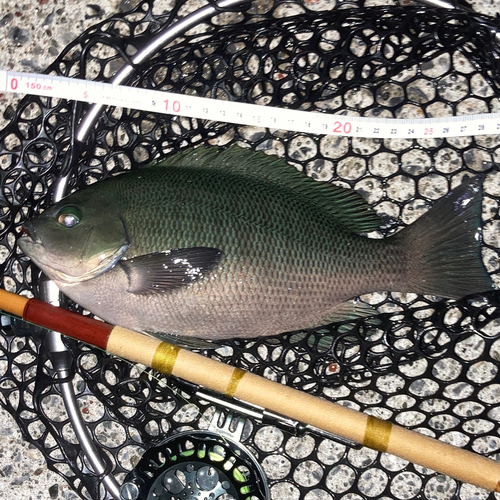 メジナの釣果