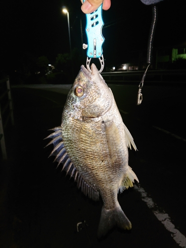 キビレの釣果