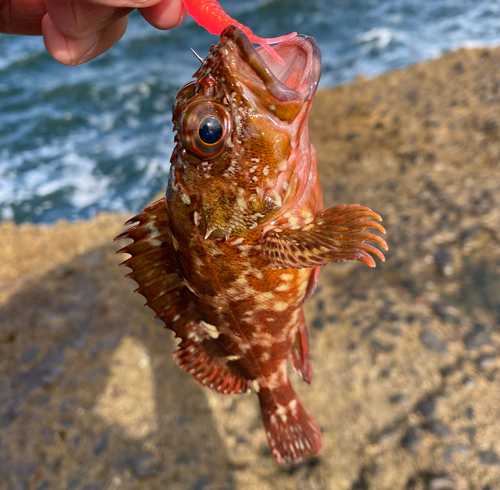 カサゴの釣果