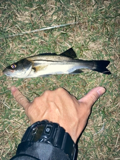 セイゴ(ヒラスズキ)の釣果