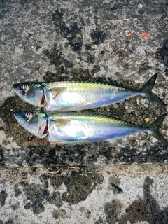 サバの釣果