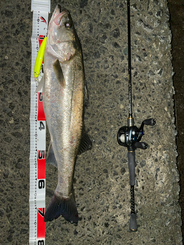 シーバスの釣果