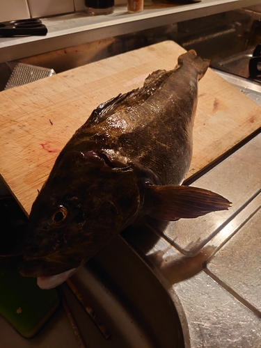 アイナメの釣果