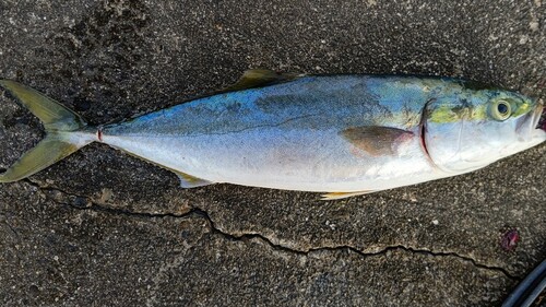 ツバスの釣果