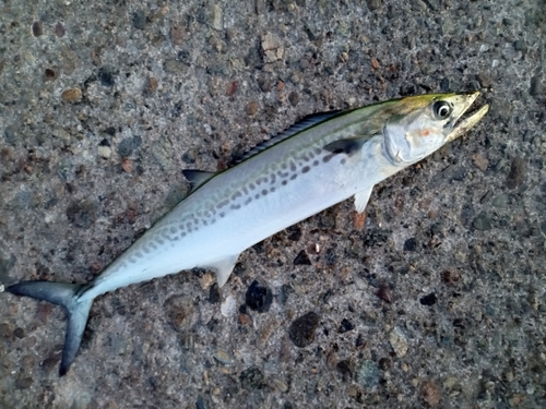 サゴシの釣果