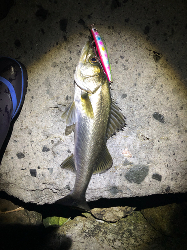 シーバスの釣果