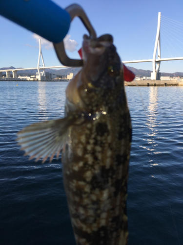 アイナメの釣果