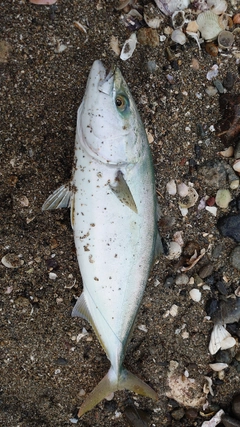 ハマチの釣果