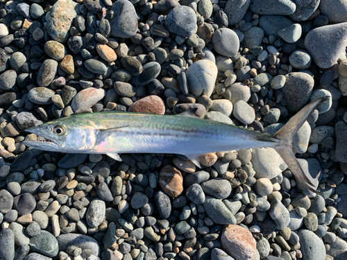 サゴシの釣果