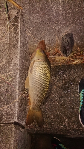 コイの釣果