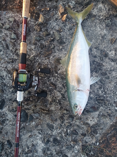 ツバスの釣果