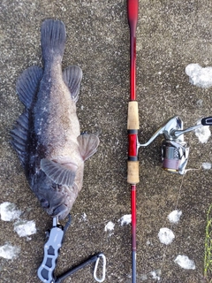 ソイの釣果