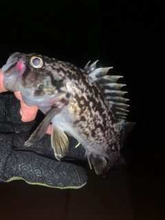 クロソイの釣果