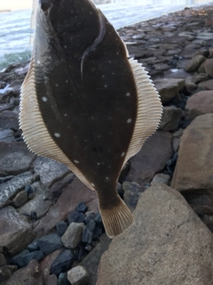 カレイの釣果