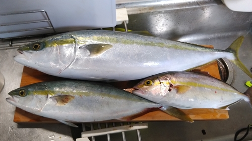 ハマチの釣果