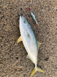 フクラギの釣果