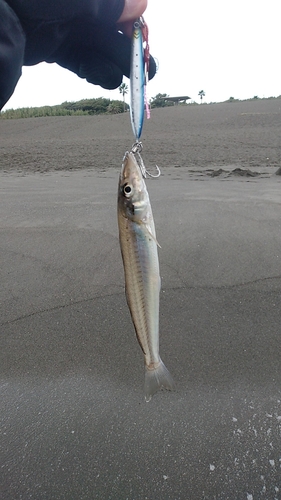 シロギスの釣果