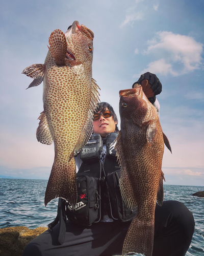 オオモンハタの釣果