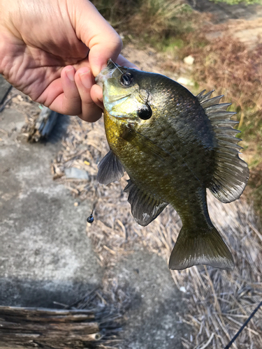 ブルーギルの釣果