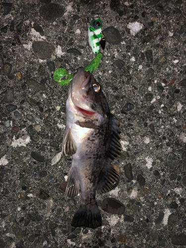 クロソイの釣果