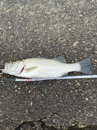 ヒラスズキの釣果