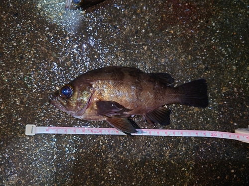 メバルの釣果