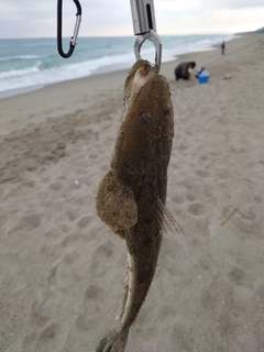 マゴチの釣果