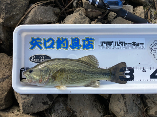 ブラックバスの釣果