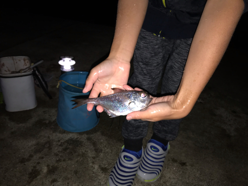 ハタンポの釣果