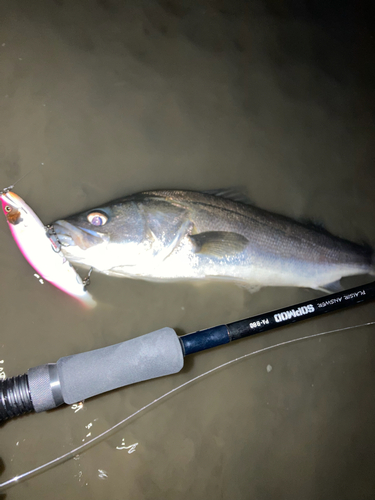 シーバスの釣果