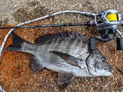 クロダイの釣果