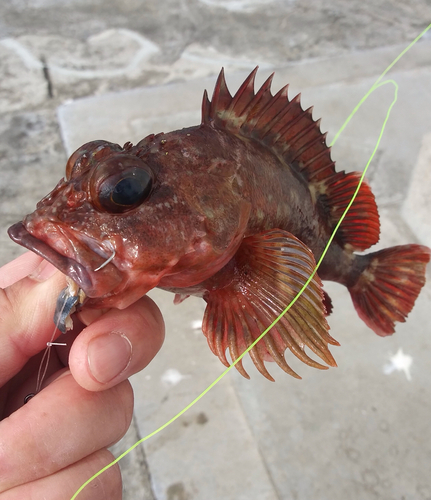 カサゴの釣果