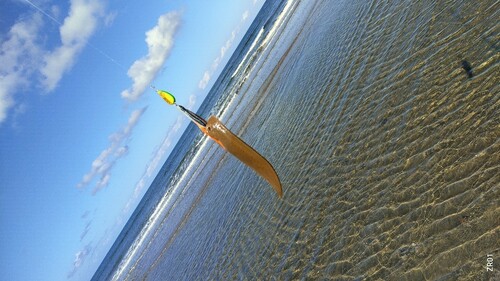 シタビラメの釣果