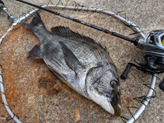 クロダイの釣果