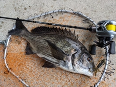 クロダイの釣果