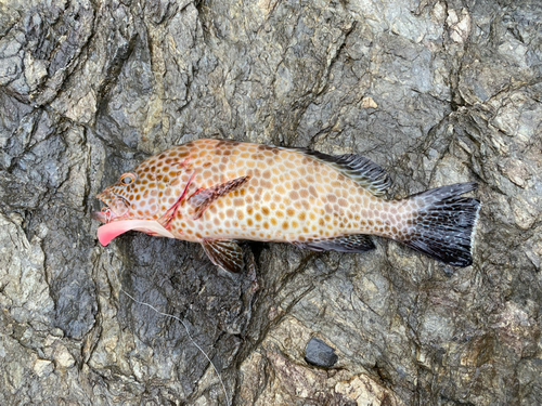 オオモンハタの釣果