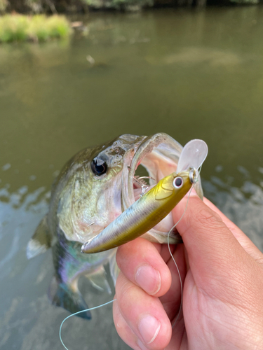 ラージマウスバスの釣果