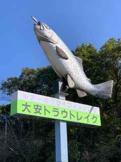 ニジマスの釣果