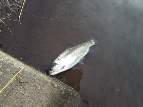 ニジマスの釣果