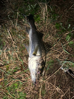 セイゴ（マルスズキ）の釣果