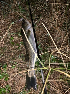 セイゴ（マルスズキ）の釣果