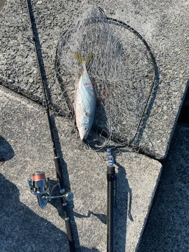 ハマチの釣果