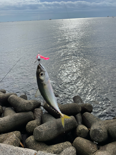 サバの釣果