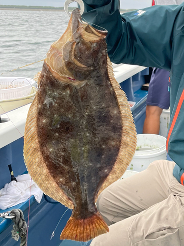 ヒラメの釣果