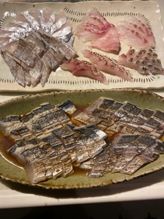 サゴシの釣果