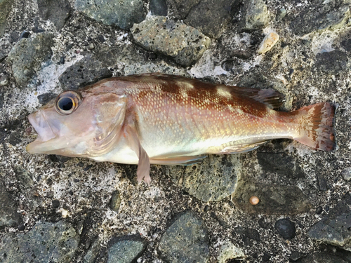 ガヤの釣果