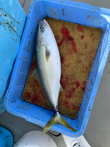 ハマチの釣果