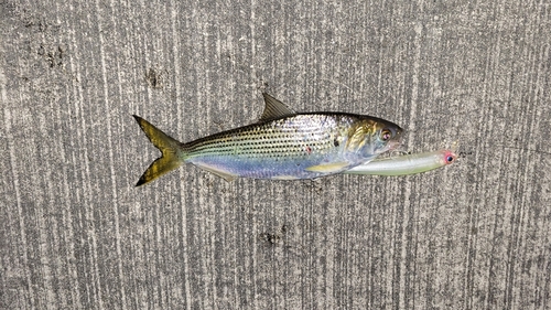 コノシロの釣果